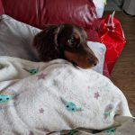 Dachshund Superfood Angus Beef Kibble - All Life Stages