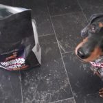 Dachshund Superfood Angus Beef Kibble - All Life Stages