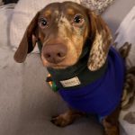Dachshund Superfood Angus Beef Kibble - All Life Stages