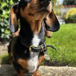 Dachshund Superfood Scottish Salmon Kibble - Adult