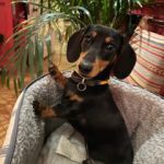 Dachshund Superfood Angus Beef Kibble - All Life Stages