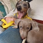 Dachshund Superfood Angus Beef Kibble - All Life Stages