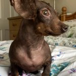 Dachshund Superfood Angus Beef Kibble - All Life Stages