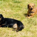 Dachshund Superfood Scottish Salmon Kibble - Adult