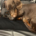 Dachshund Superfood Angus Beef Kibble - All Life Stages