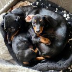 Dachshund Superfood Scottish Salmon Kibble - Adult