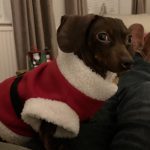 Dachshund Superfood Scottish Salmon Kibble - Adult