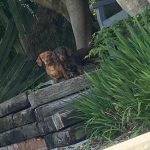 Dachshund Superfood Angus Beef Kibble - All Life Stages