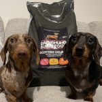 Dachshund Superfood Scottish Salmon Kibble - Adult