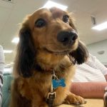 Dachshund Superfood Angus Beef Kibble - All Life Stages