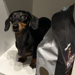 Dachshund Superfood Scottish Salmon Kibble - Adult