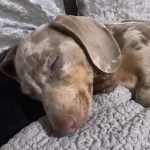 Dachshund Superfood Angus Beef Kibble - All Life Stages