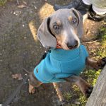 Dachshund Superfood Angus Beef Kibble - All Life Stages