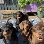 Dachshund Superfood Scottish Salmon Kibble - Adult