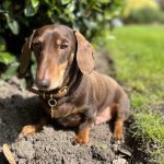 Dachshund Superfood Scottish Salmon Kibble - Adult