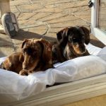 Dachshund Superfood Angus Beef Kibble - All Life Stages