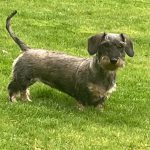 Dachshund Superfood Angus Beef Kibble - All Life Stages