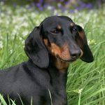 Dachshund Superfood Scottish Salmon Kibble - Adult