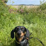 Dachshund Superfood Scottish Salmon Kibble - Adult