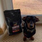 Dachshund Superfood Scottish Salmon Kibble - Adult