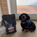 Dachshund Superfood Scottish Salmon Kibble - Adult