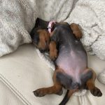 Dachshund Superfood Angus Beef Kibble - All Life Stages