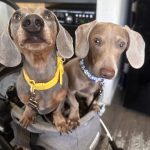 Dachshund Superfood Angus Beef Kibble - All Life Stages