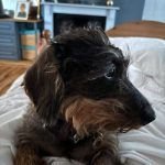 Dachshund Superfood Angus Beef Kibble - All Life Stages