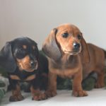 Dachshund Superfood Scottish Salmon Kibble - Adult