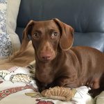 Dachshund Superfood Scottish Salmon Kibble - Adult