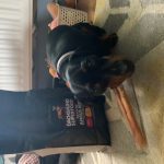 Dachshund Superfood Angus Beef Kibble - All Life Stages