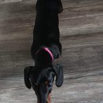 Dachshund Superfood Scottish Salmon Kibble - Adult