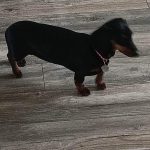 Dachshund Superfood Scottish Salmon Kibble - Adult