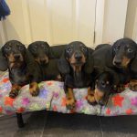 Dachshund Superfood Scottish Salmon Kibble - Puppy