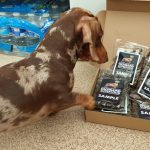 Dachshund Superfood Selection - Adult Sample Box (600g)