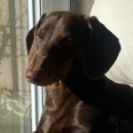 Dachshund Superfood Selection - Puppy Sample Box (600g)