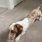 Dachshund Superfood English Country Duck Kibble - Adult - Allergy Rescue Recipe