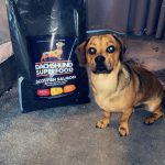 Dachshund Superfood Scottish Salmon Kibble - Puppy