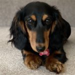 Dachshund Superfood Scottish Salmon Kibble - Puppy