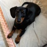 Dachshund Superfood Scottish Salmon Kibble - Puppy