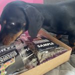 Dachshund Superfood Selection - Adult Sample Box (600g)