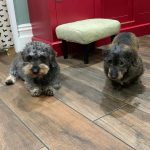 Dachshund Superfood English Country Duck Kibble - Adult - Allergy Rescue Recipe