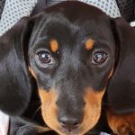 Dachshund Superfood Scottish Salmon Kibble - Puppy