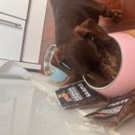 Dachshund Superfood Selection - Adult Sample Box (600g)