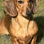 Dachshund Superfood Scottish Salmon Kibble - Puppy