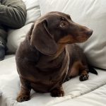 Dachshund Superfood Selection - Adult Sample Box (600g)