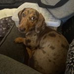 Dachshund Superfood Scottish Salmon Kibble - Puppy