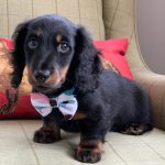 Dachshund Superfood Selection - Adult Sample Box (600g)