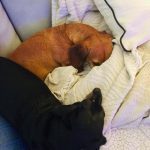 Dachshund Superfood Trout with Salmon Kibble - Light Recipe - Adult