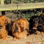 Dachshund Superfood Trout with Salmon Kibble - Light Recipe - Adult